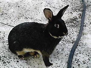 Silver Marten rabbit httpsuploadwikimediaorgwikipediaenthumb7