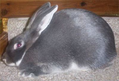 Silver Marten rabbit Silver Marten Rabbits