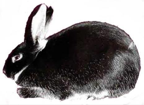 Silver Marten rabbit Silver Marten Mosaic39s Rabbitry
