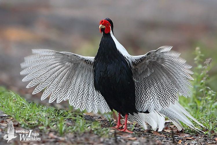 Silver pheasant Silver Pheasant In frontal displays wings and tail are spread