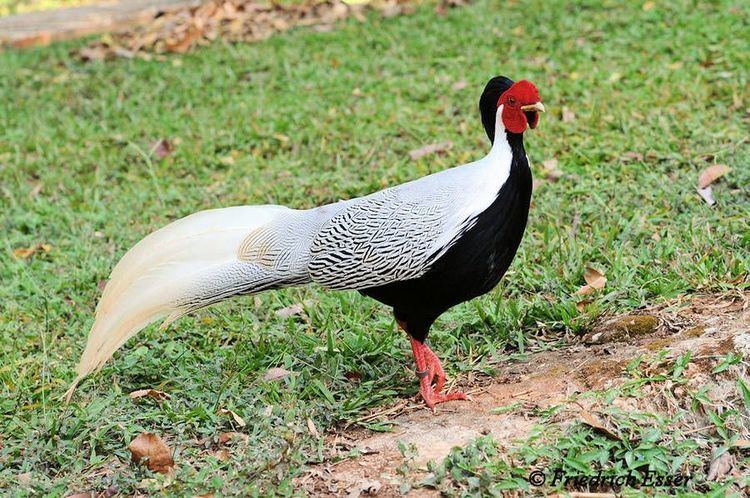 Silver pheasant 1000 images about Silver Pheasant on Pinterest Mars Vietnam and