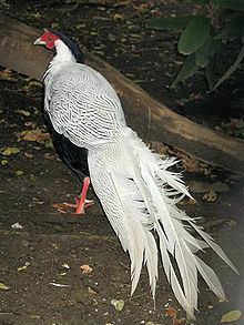 Silver pheasant httpsuploadwikimediaorgwikipediacommonsthu
