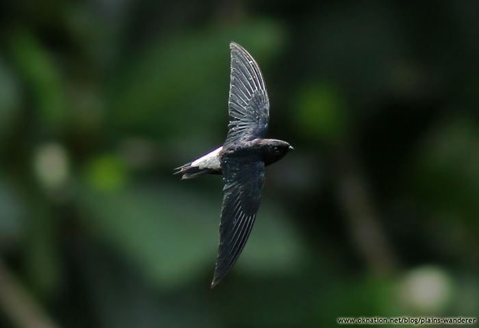 Silver-rumped spinetail wwwoknationnetbloghomeuserdataalbumdata20