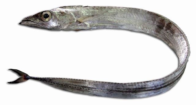 Silver scabbardfish wwwictiotermesespeciesfotosprincipalesLLepi