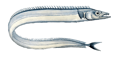 Silver scabbardfish Hermanos Gandon SA
