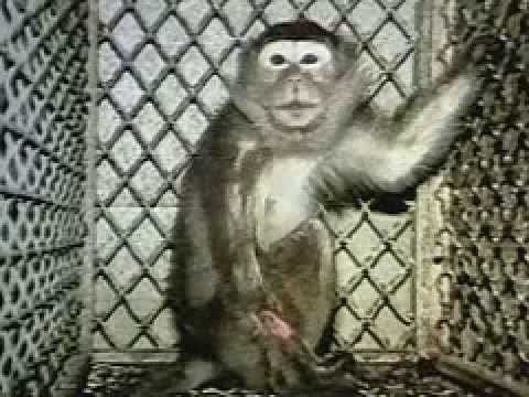 Silver Spring monkeys 1981 Silver Spring Monkeys USA YouTube
