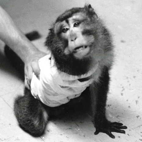 Silver Spring monkeys The Investigation that Sparked a Movement PETA