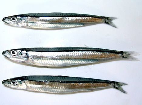 Silver-stripe round herring Silverstripe Round Herring Nigiri Sushi Cooking with Kathy Man