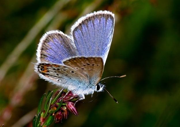 Двери бабочки. Silver studded Blue бабочка. Олень с бабочкой. Олений бабочка. Blue Argus Butterfly.