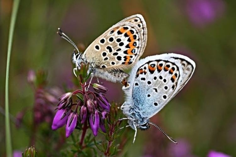 Silver-studded blue Silverstudded Blue Insects The Meres and Mosses