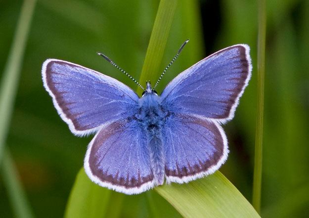 Silver-studded blue Butterfly Conservation Silverstudded Blue