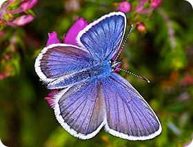 Silver-studded blue Silverstudded Blue Butterfly Active Wesley Hall