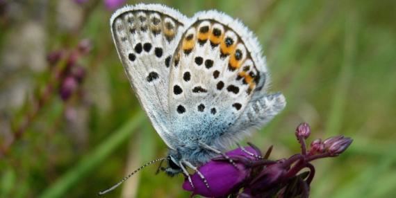 Silver-studded blue Silverstudded blue butterflies on BBOWT lowland heathland reserves