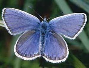 Silver-studded blue Silverstudded Blue Plebejus argus