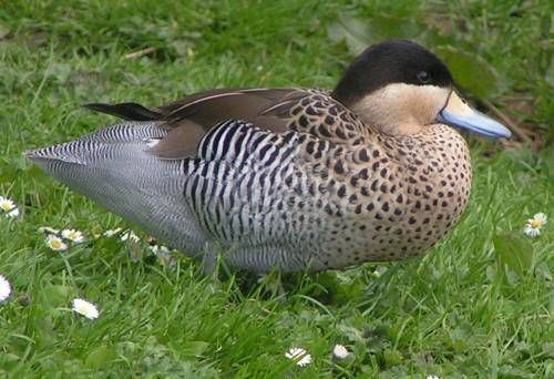 Silver teal Wildlife Pictures Wildfowl Rest of the World Teal Silver