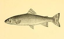 Silver trout httpsuploadwikimediaorgwikipediacommonsthu