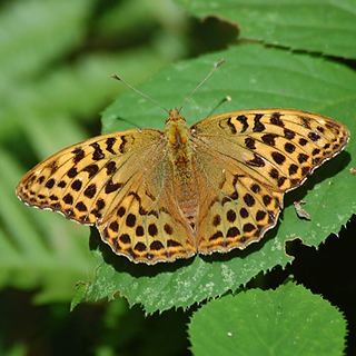 Silver-washed fritillary Butterfly Conservation Warwickshire Saving Butterflies Moths