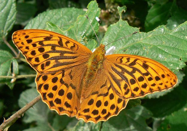 Silver-washed fritillary butterflyconservationorgfilessilverwashedfri