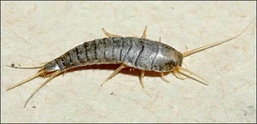 Silverfish Silverfish and firebrats in homes Insects University of