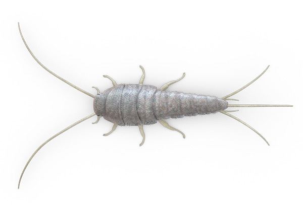 Silverfish Silverfish