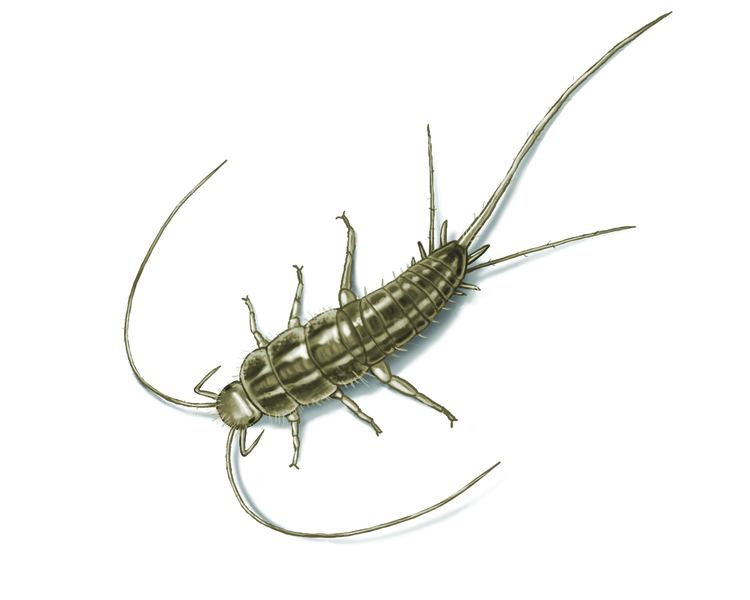 Silverfish cdnorkincomimagessilverfishsilverfishillustr