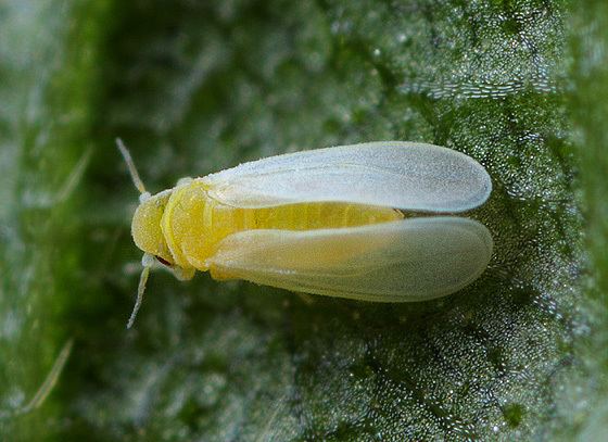 Silverleaf whitefly Bemisia argentifolii Silverleaf whitefly