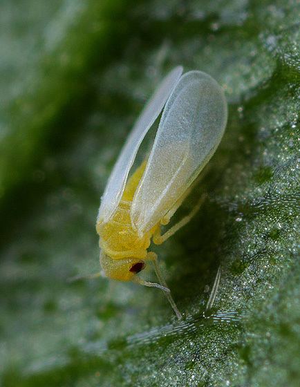 Silverleaf whitefly Bemisia argentifolii Silverleaf whitefly