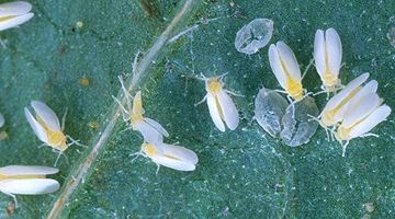 Silverleaf whitefly Silverleaf Whitefly