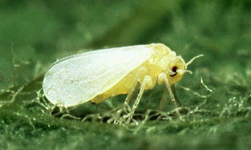 Silverleaf whitefly entnemdeptufleducreaturesvegleafsilverleafw