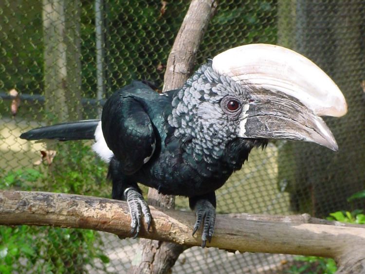 Silvery-cheeked hornbill The Online Zoo Silverycheeked Hornbill