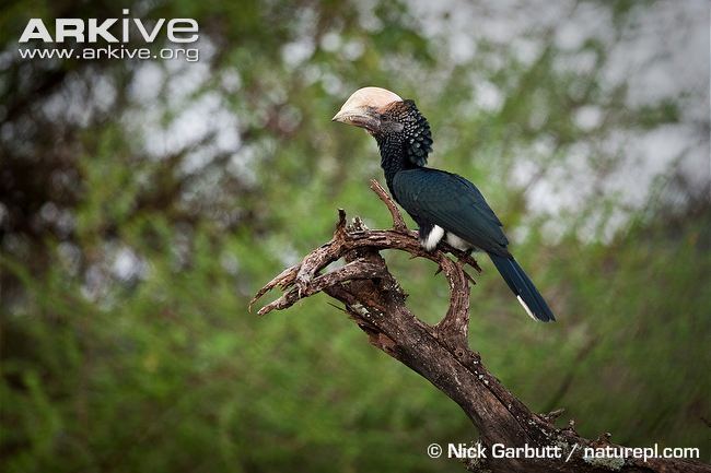 Silvery-cheeked hornbill Silverycheeked hornbill photo Bycanistes brevis G125283 ARKive