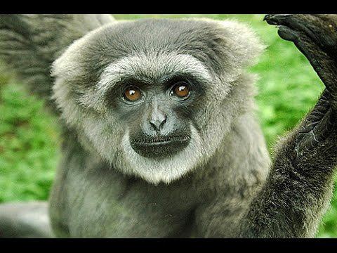 Silvery gibbon Silvery Gibbon Hylobates moloch YouTube