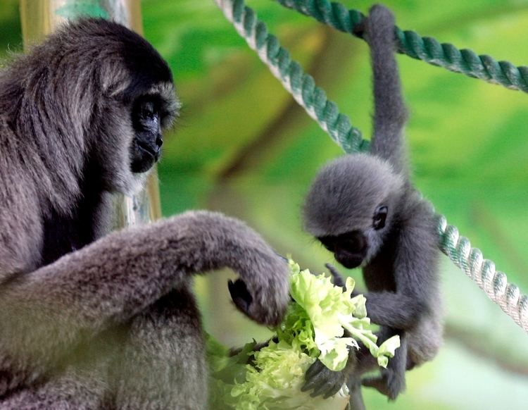 Silvery gibbon Primates Silvery Gibbon