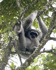 Silvery gibbon httpsuploadwikimediaorgwikipediacommonsthu