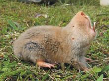 Silvery mole-rat httpsuploadwikimediaorgwikipediacommonsthu