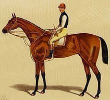 Silvio (horse) httpsuploadwikimediaorgwikipediacommonsthu