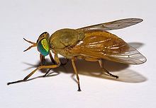 Silvius (insect) httpsuploadwikimediaorgwikipediacommonsthu