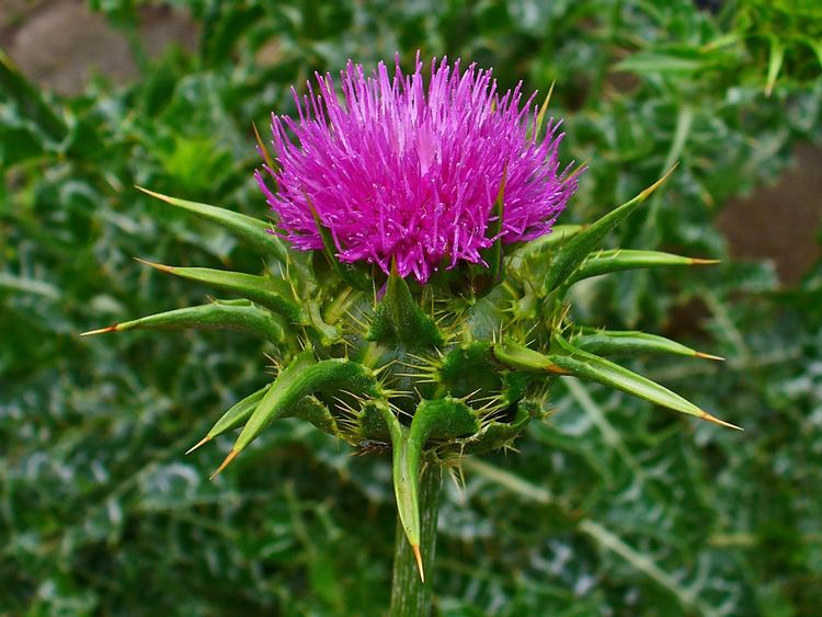 Silybum marianum FileSilybum marianum 0003JPG Wikimedia Commons