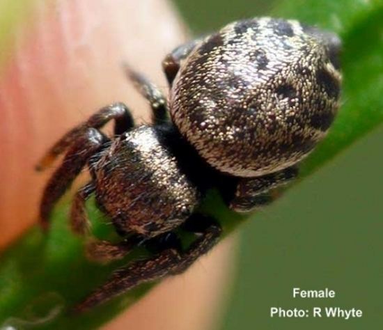 Simaetha The Findaspider Guide jumping spider