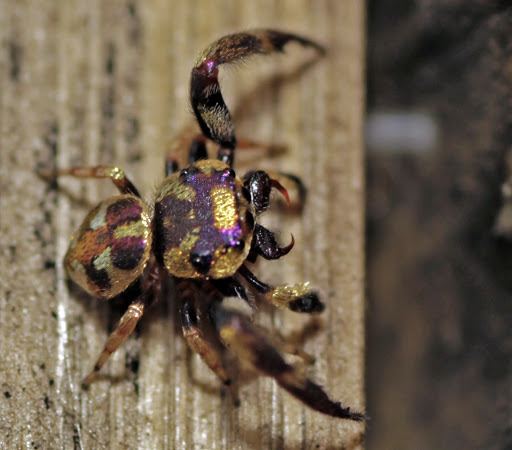 Simaetha Pastoralist earthsong PurpleGold Jumping Spider Simaetha