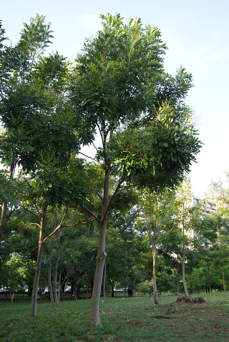Simarouba glauca Simarouba glauca Images Useful Tropical Plants