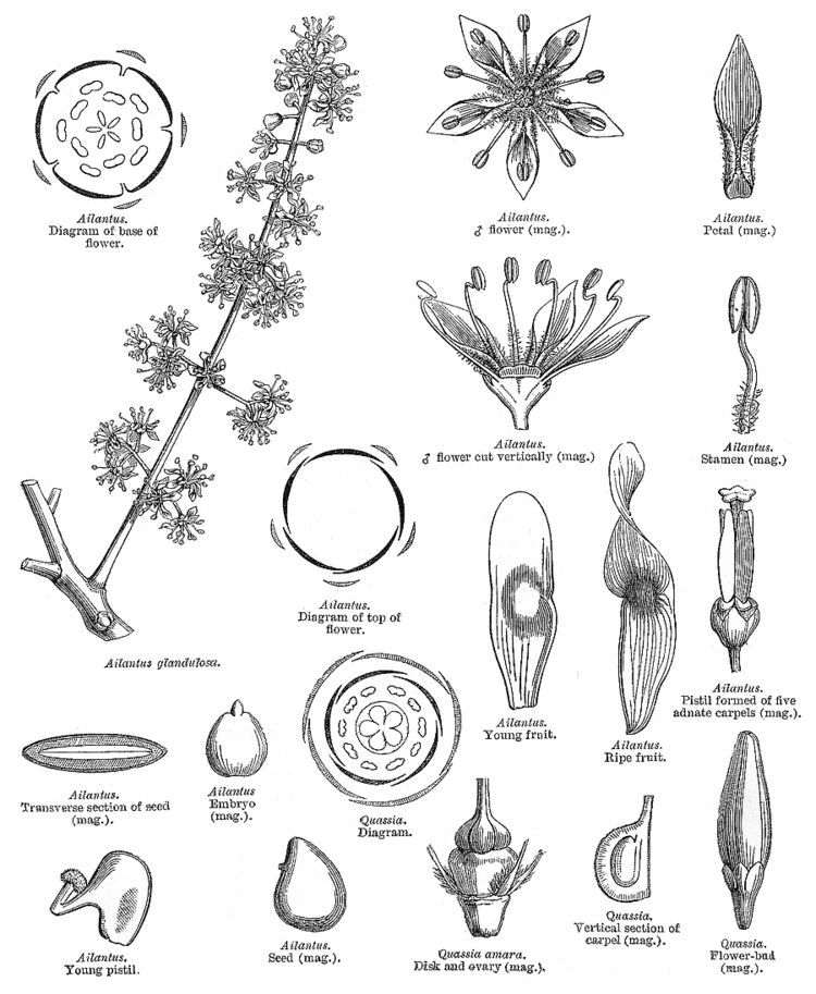 Simaroubaceae Angiosperm families Simaroubaceae DC