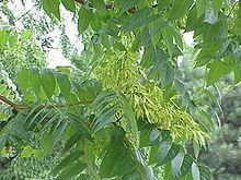 Simaroubaceae httpsuploadwikimediaorgwikipediacommonsthu