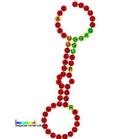 Simian virus 40 late polyadenylation signal (SVLPA)