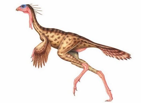 Similicaudipteryx Similicaudipteryx Pictures amp Facts The Dinosaur Database