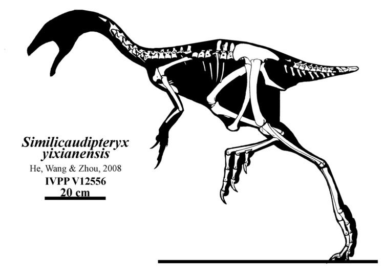 Similicaudipteryx httpsuploadwikimediaorgwikipediacommons66