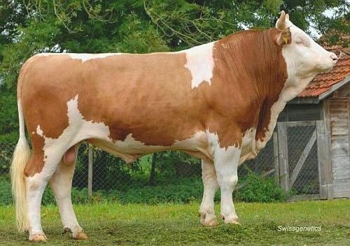 Simmental cattle Dairy Meat Breeds 3 Rengab Genetics