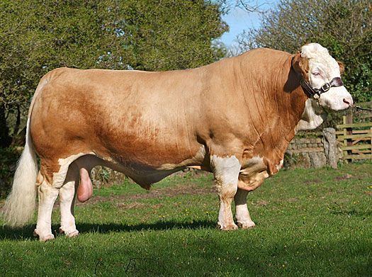 Simmental cattle Simmental Cattle Simmental Cattle great animals to work with