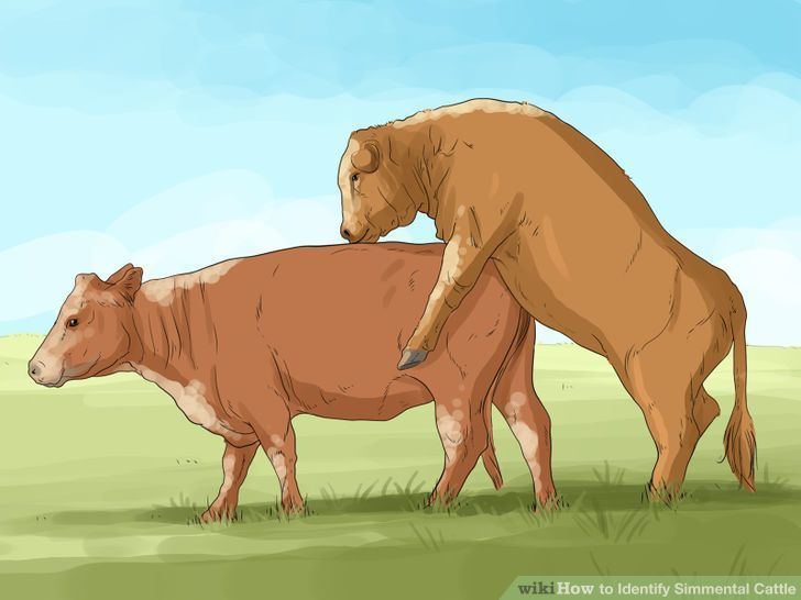 Simmental cattle How to Identify Simmental Cattle 10 Steps with Pictures