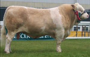 Simmental cattle Breeds Simmental The Cattle Site